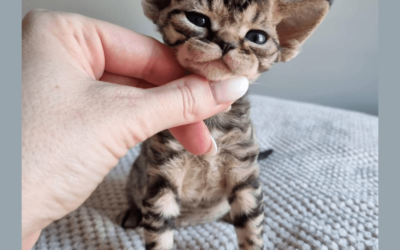 Miot U – 1 chłopiec & 2 dziewczynki