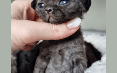 Wyjątkowy, czarno – niebieski miot X