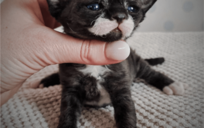 Czarne owieczki z miotu V