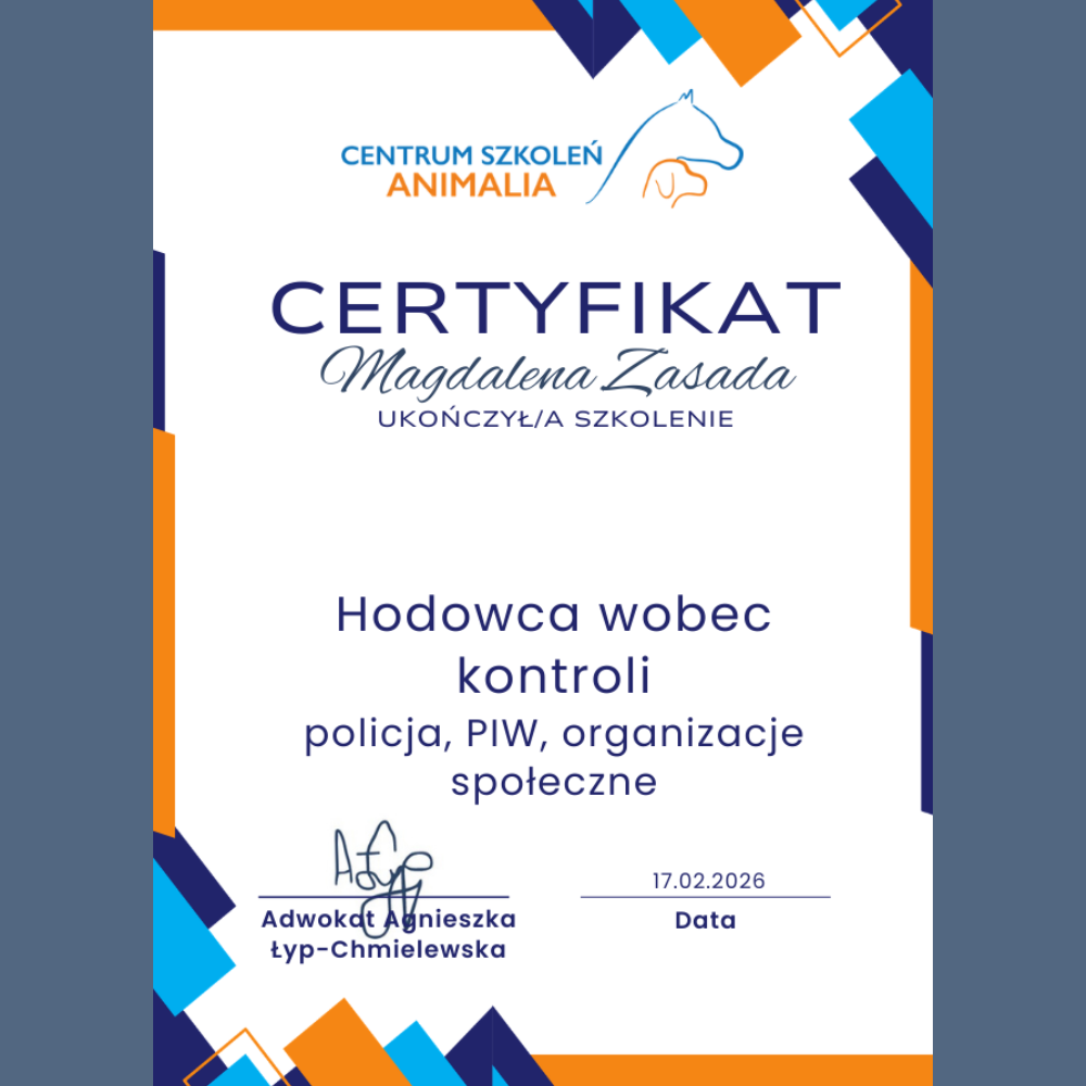 kot w podróży