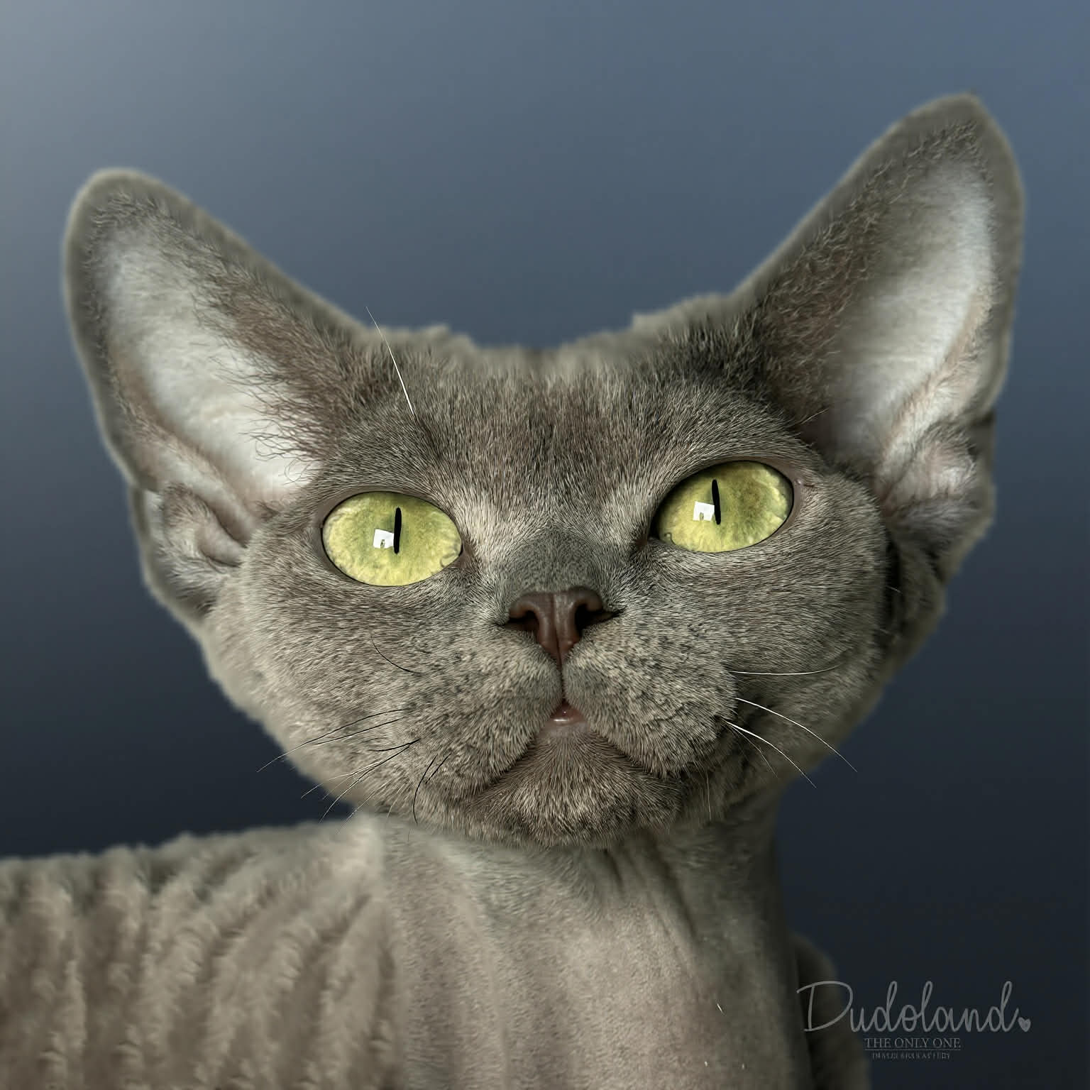 o-laura-1