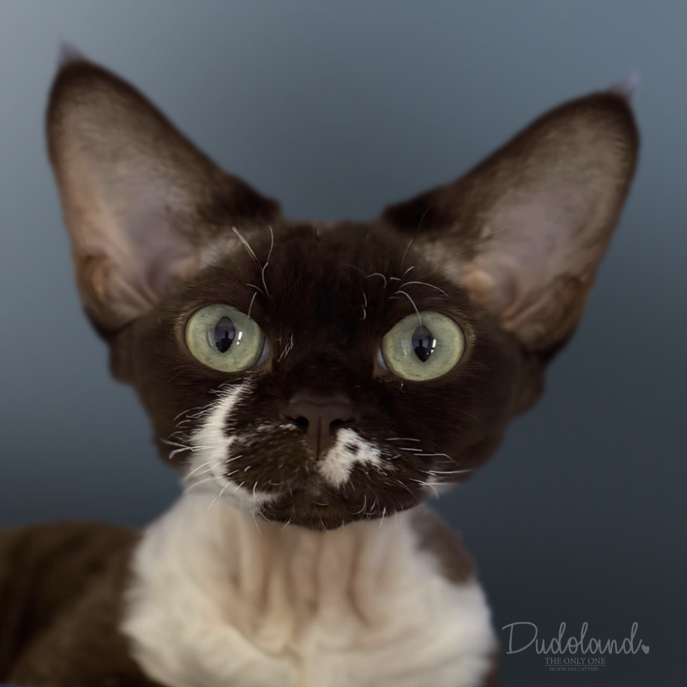 melisa