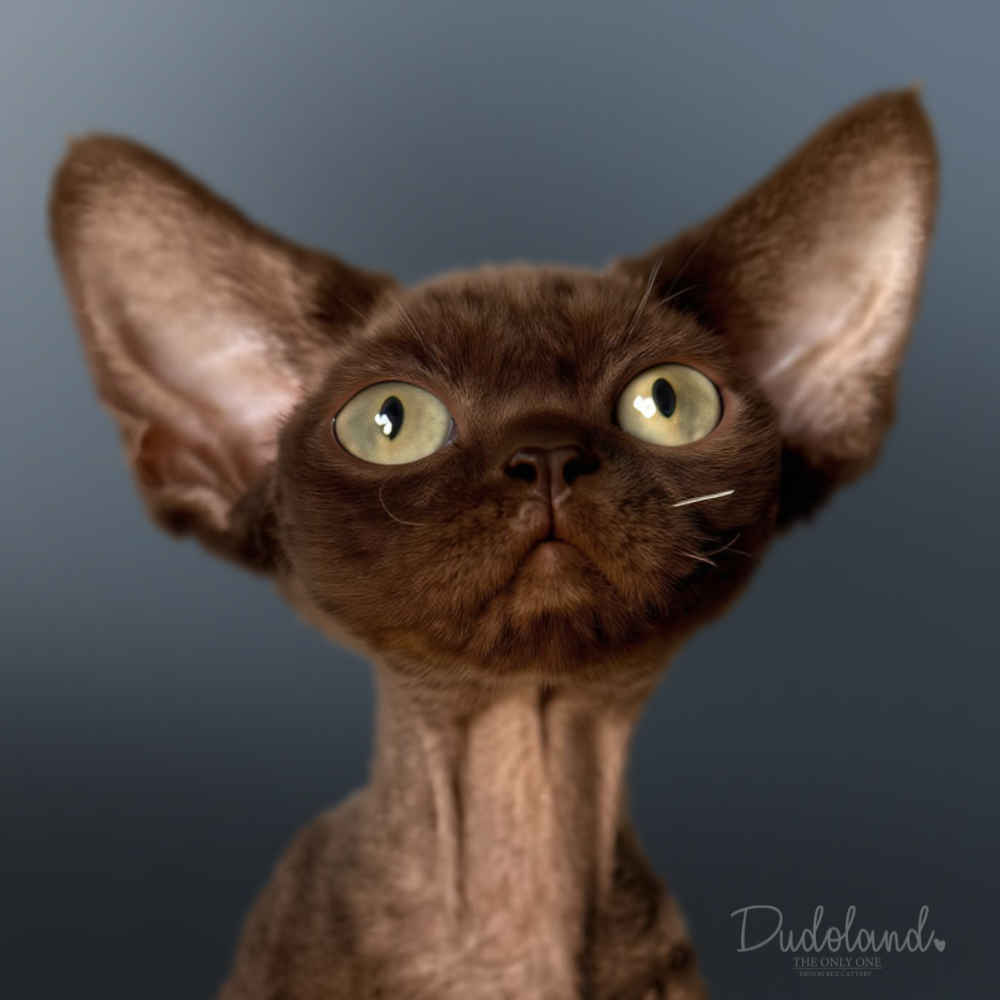 delfina